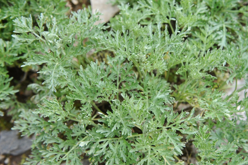 Artemisia absinthium