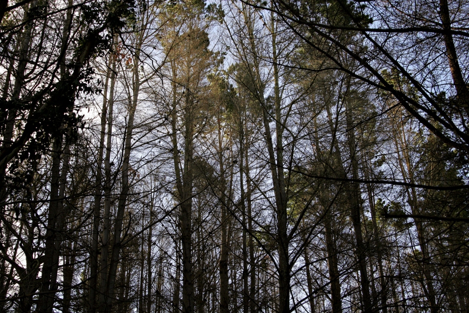 Pinus radiata