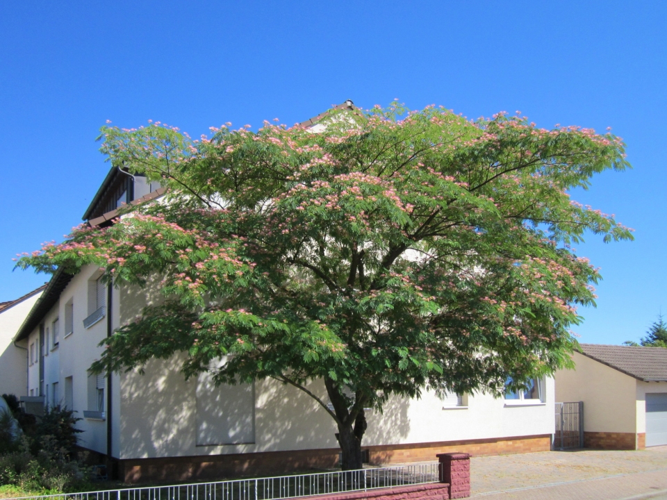 Albizia julibrissin