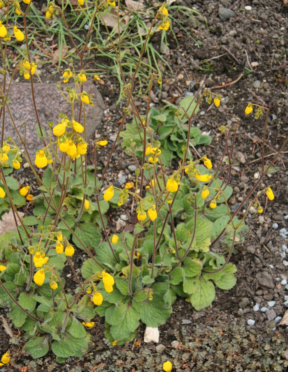 Calceolaria andina