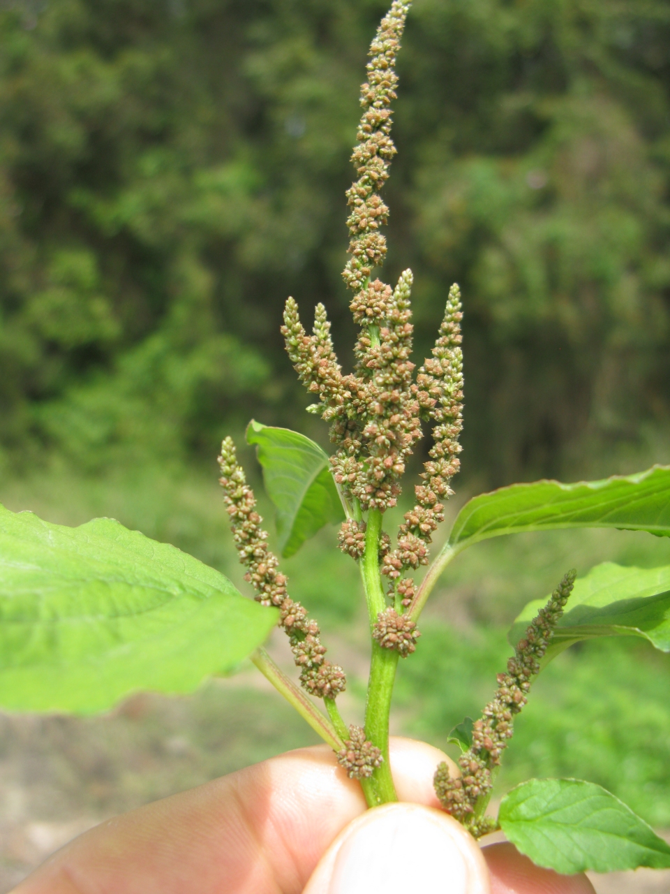 Amaranthus viridis