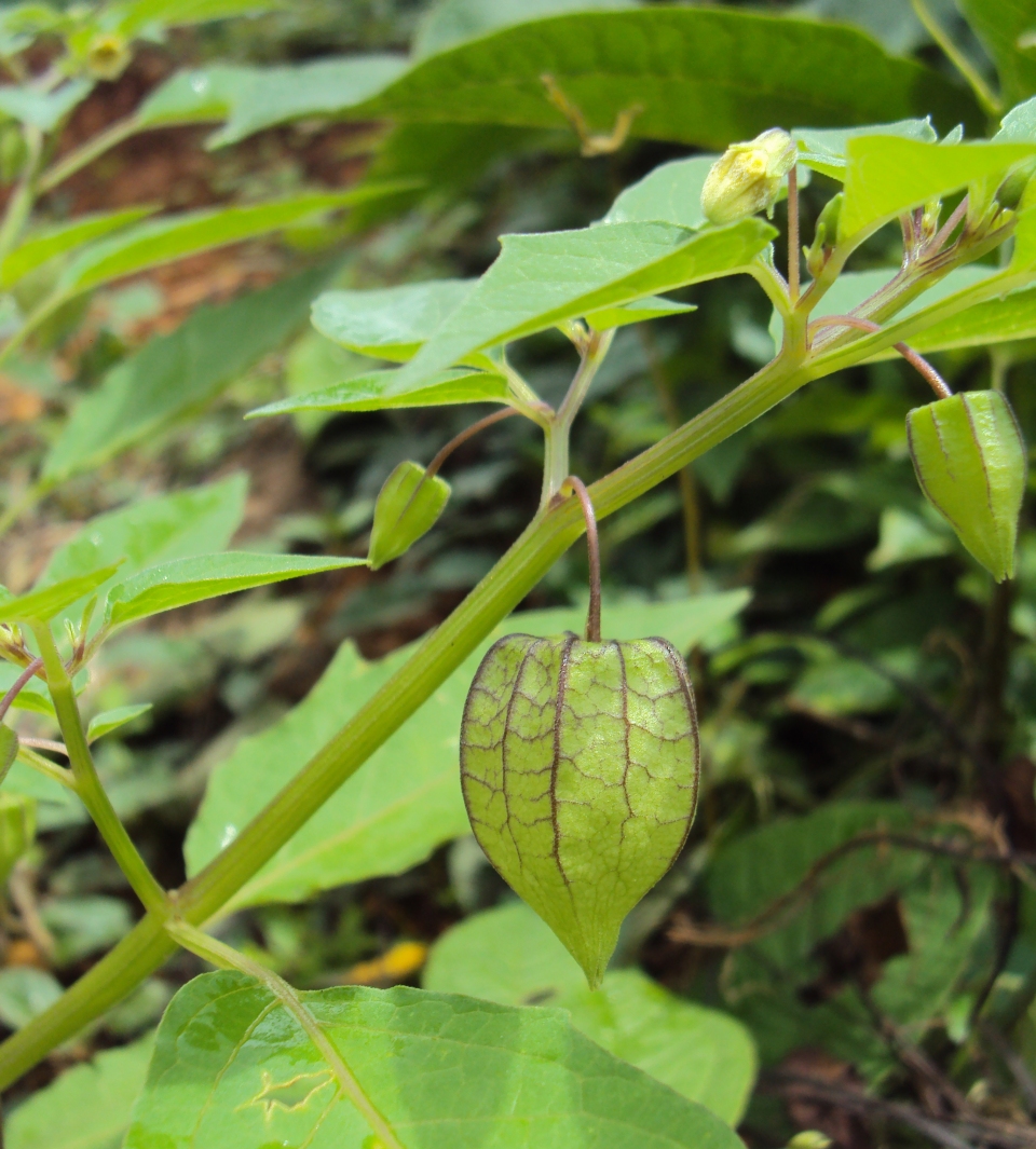 Physalis minima