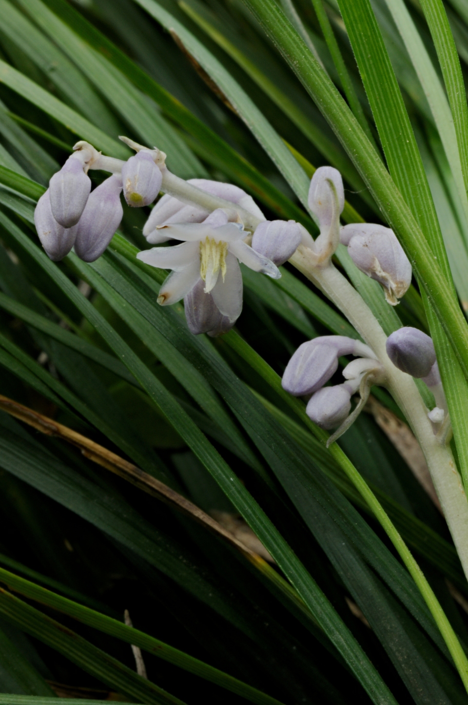 Ophiopogon japonicus