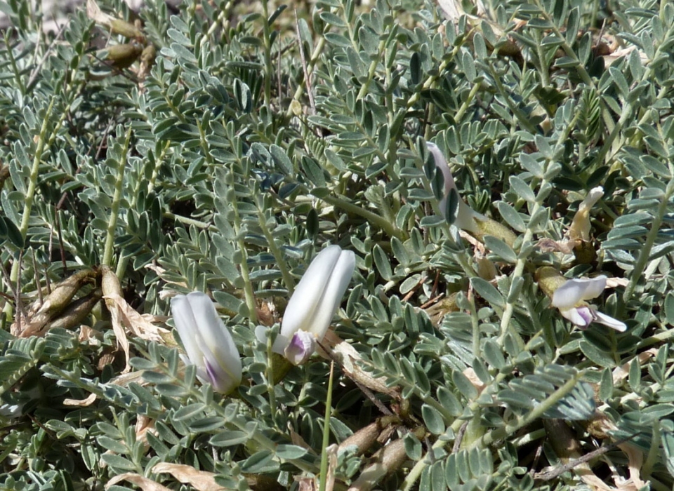 Astragalus tragacantha