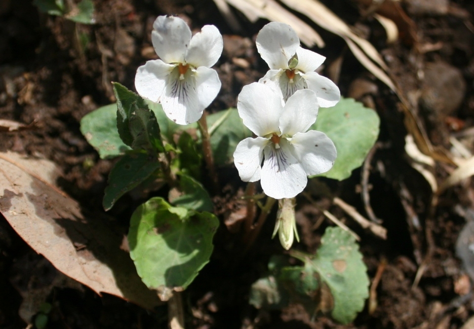 Viola keiskei