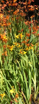 Crocosmia aurea