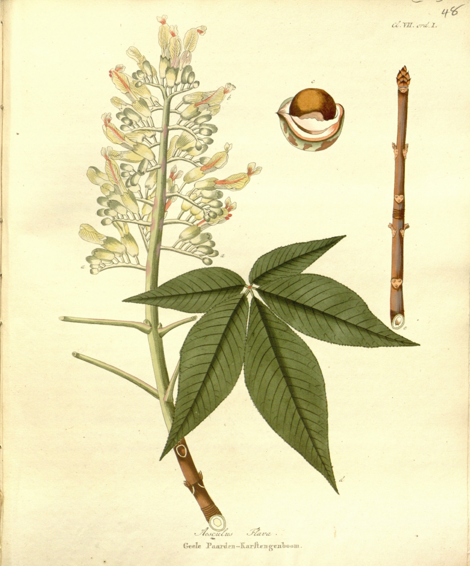 Aesculus flava