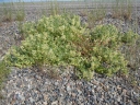 Astragalus lentiginosus