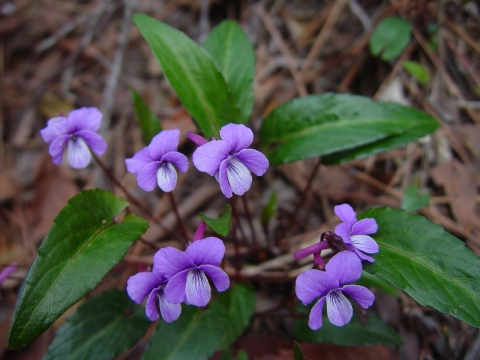 Viola violacea