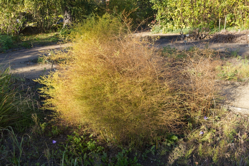 Asparagus maritimus