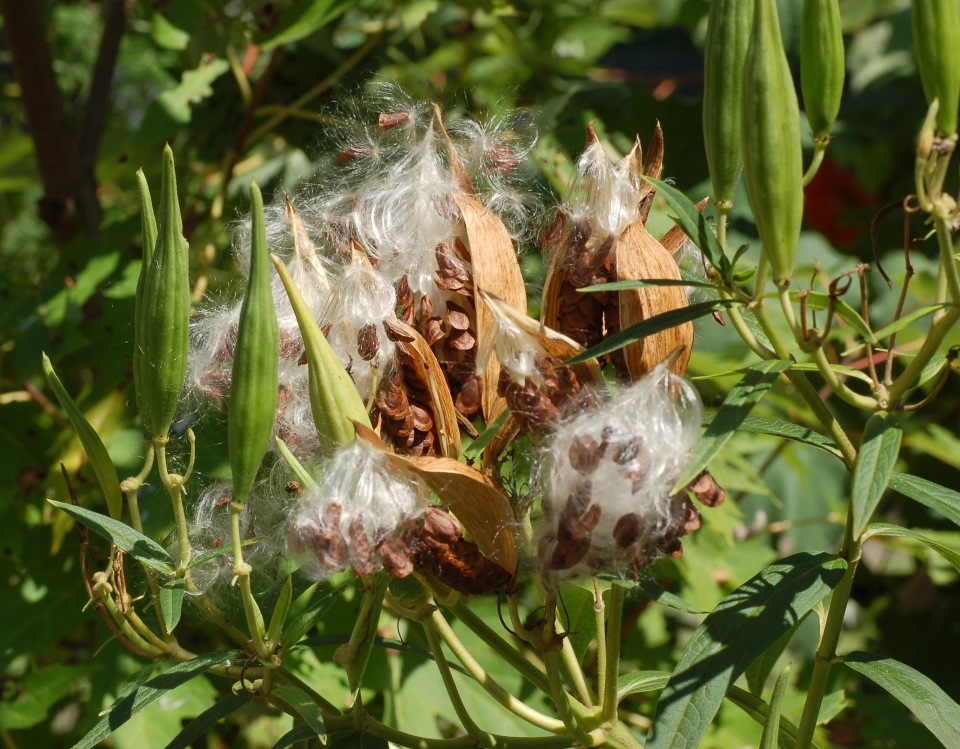 Asclepias incarnata