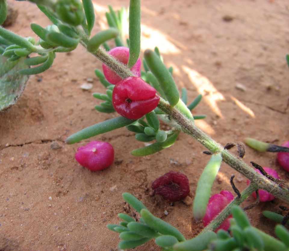 Enchylaena tomentosa