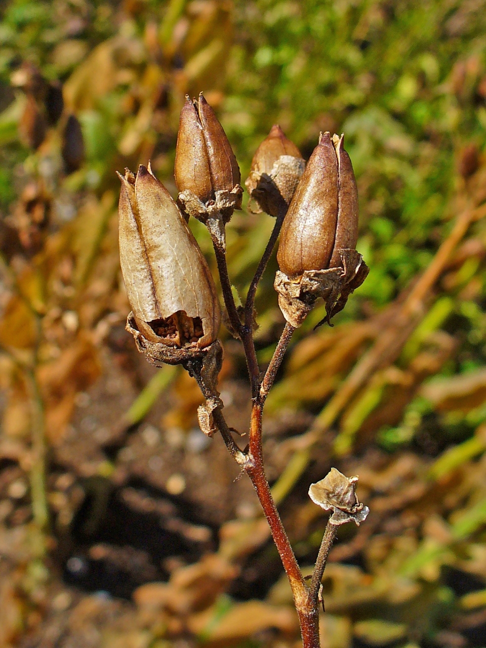 Nicotiana tabacum