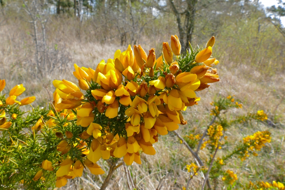 Ulex europaeus