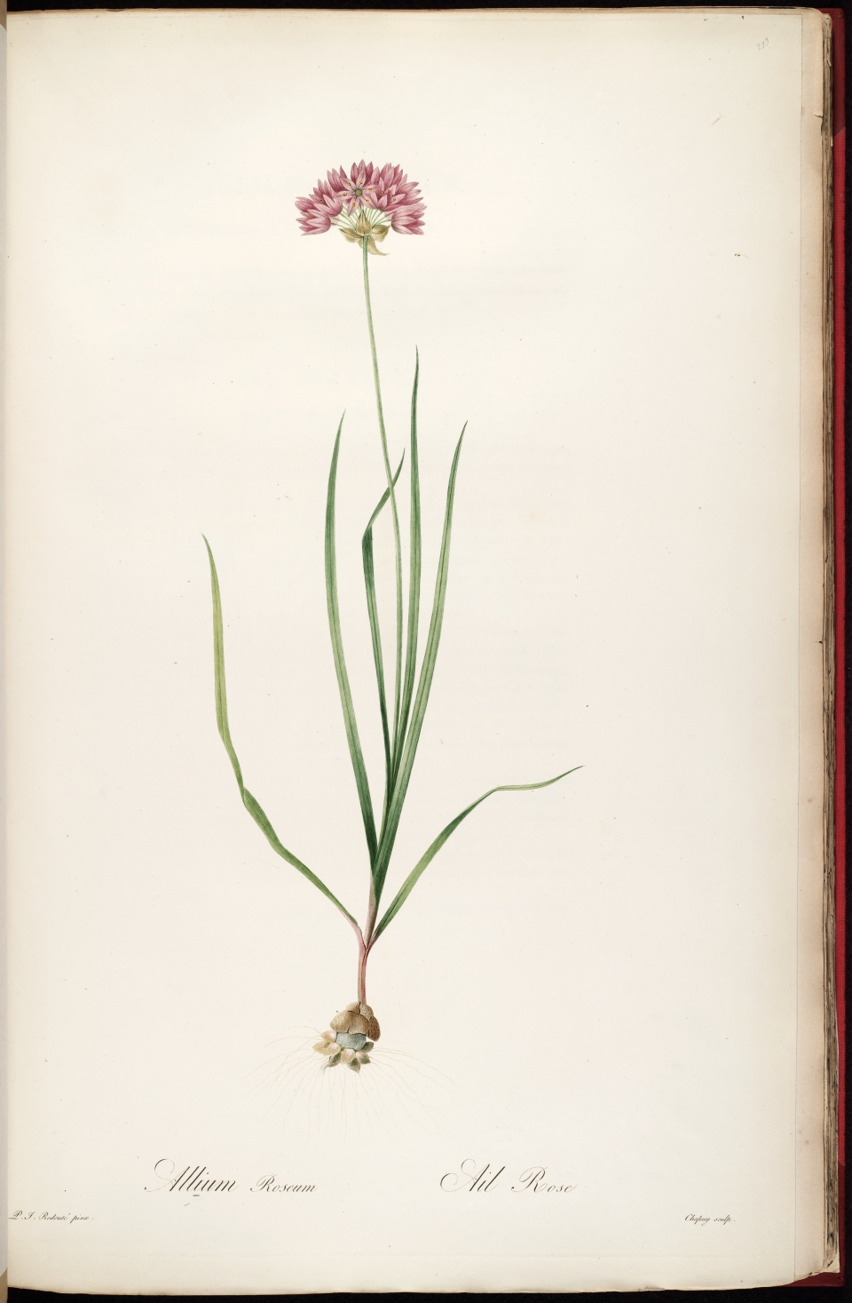 Allium roseum