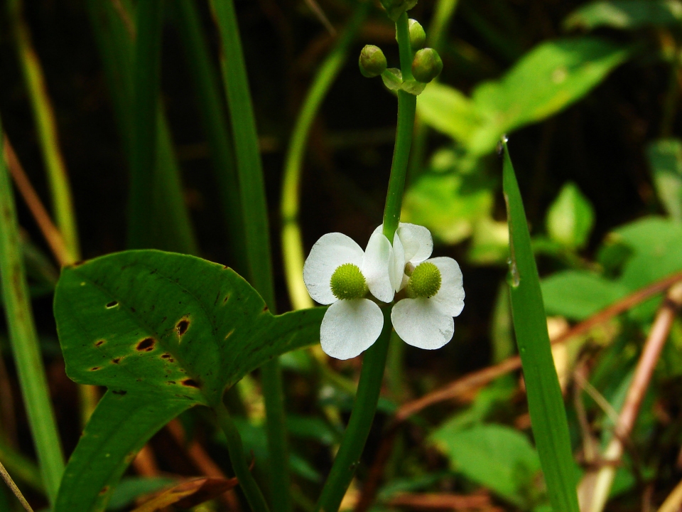 Sagittaria trifolia