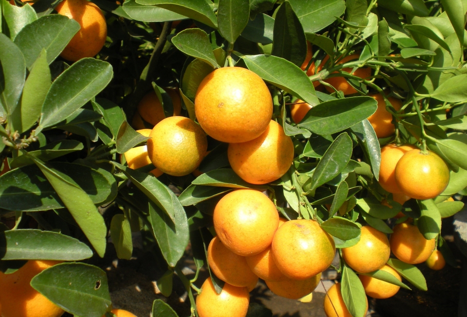 Fortunella japonica