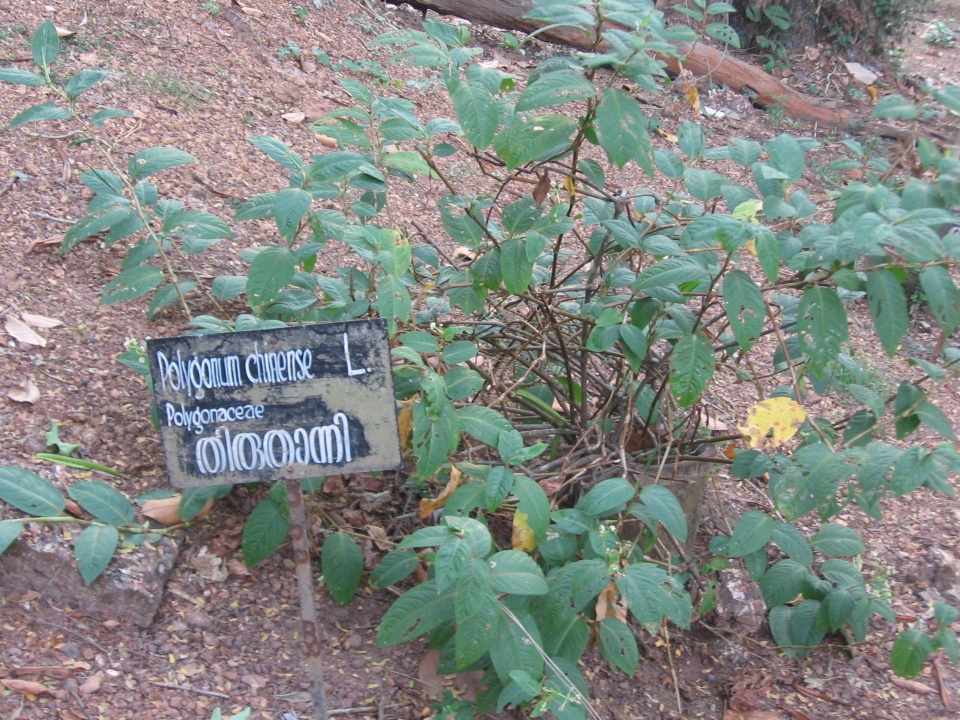 Persicaria chinensis