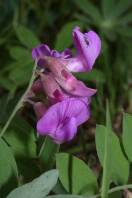 Vicia americana