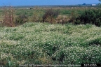 Anthemis cotula