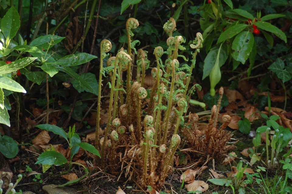 Athyrium filix-femina