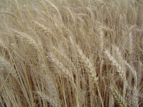 Triticum turgidum durum