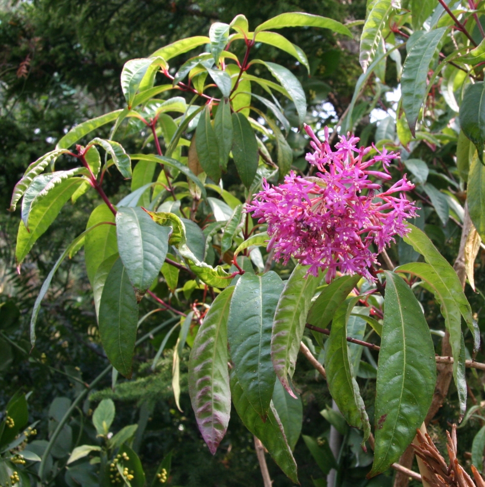 Fuchsia paniculata