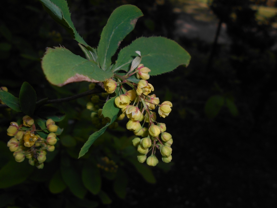 Berberis amurensis