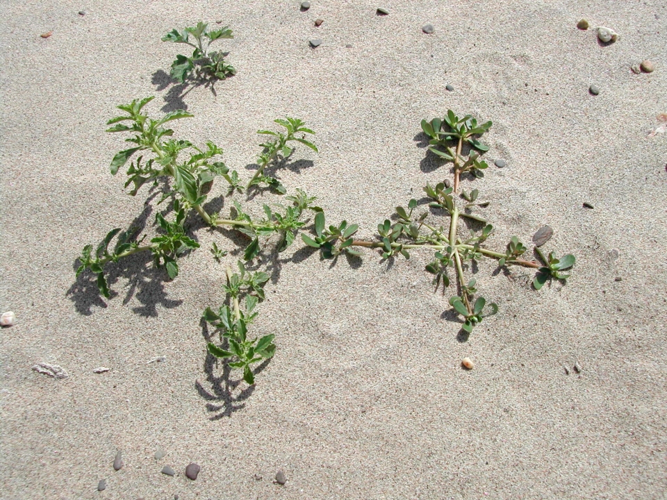 Amaranthus blitum