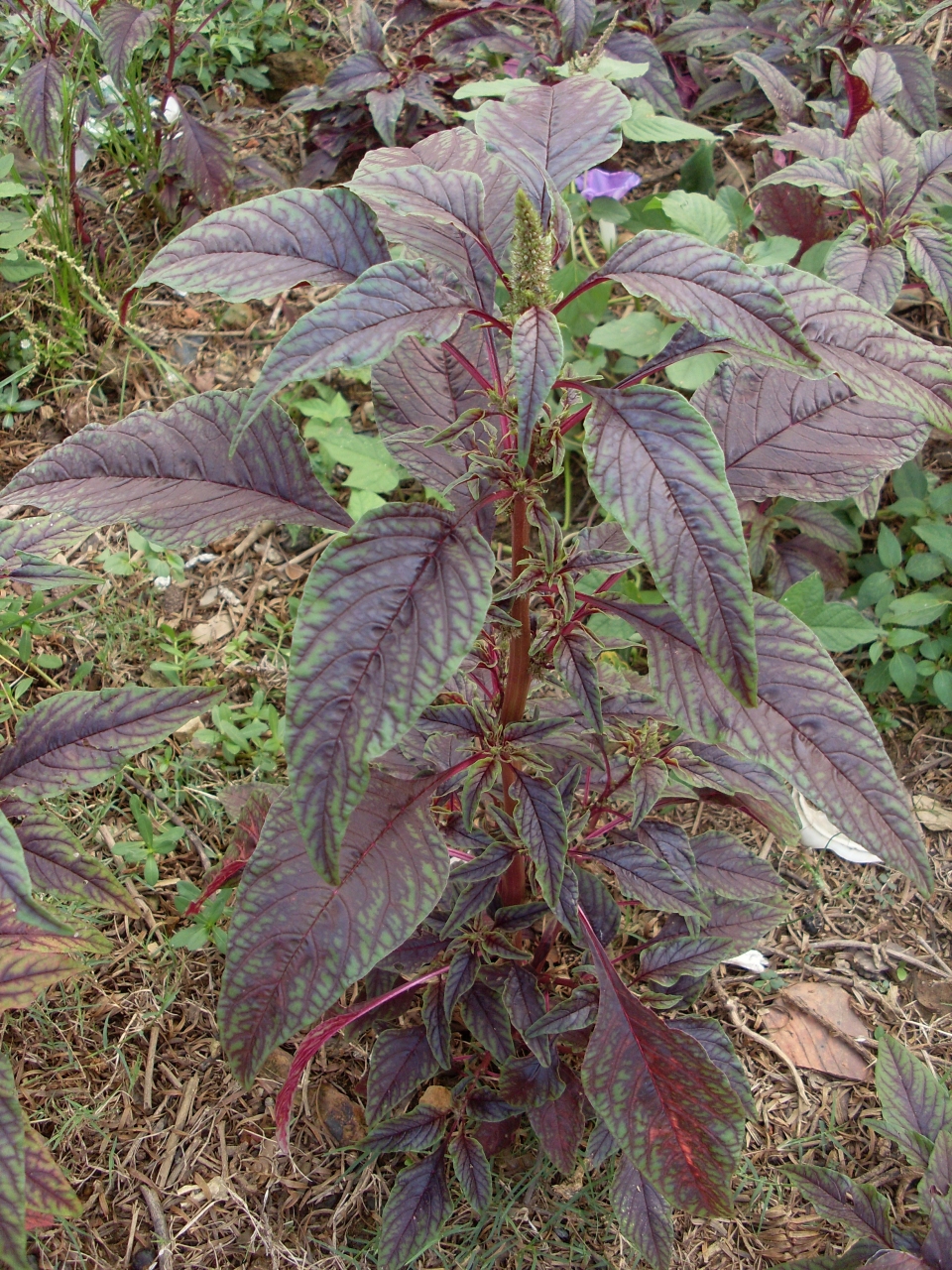 Amaranthus tricolor