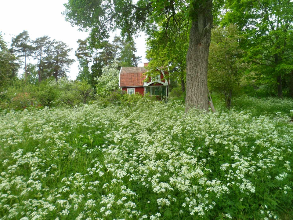 Anthriscus sylvestris