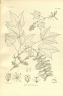 Acer argutum