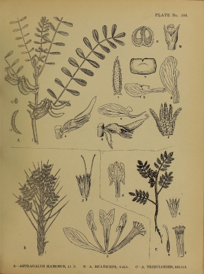Astragalus multiceps