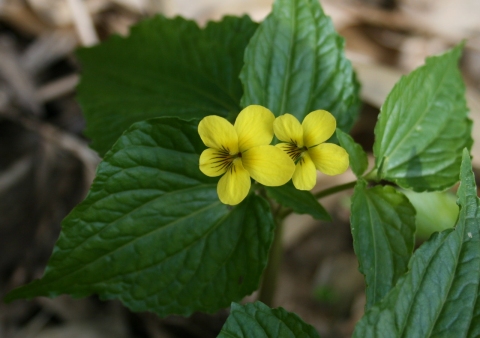 Viola brevistipulata