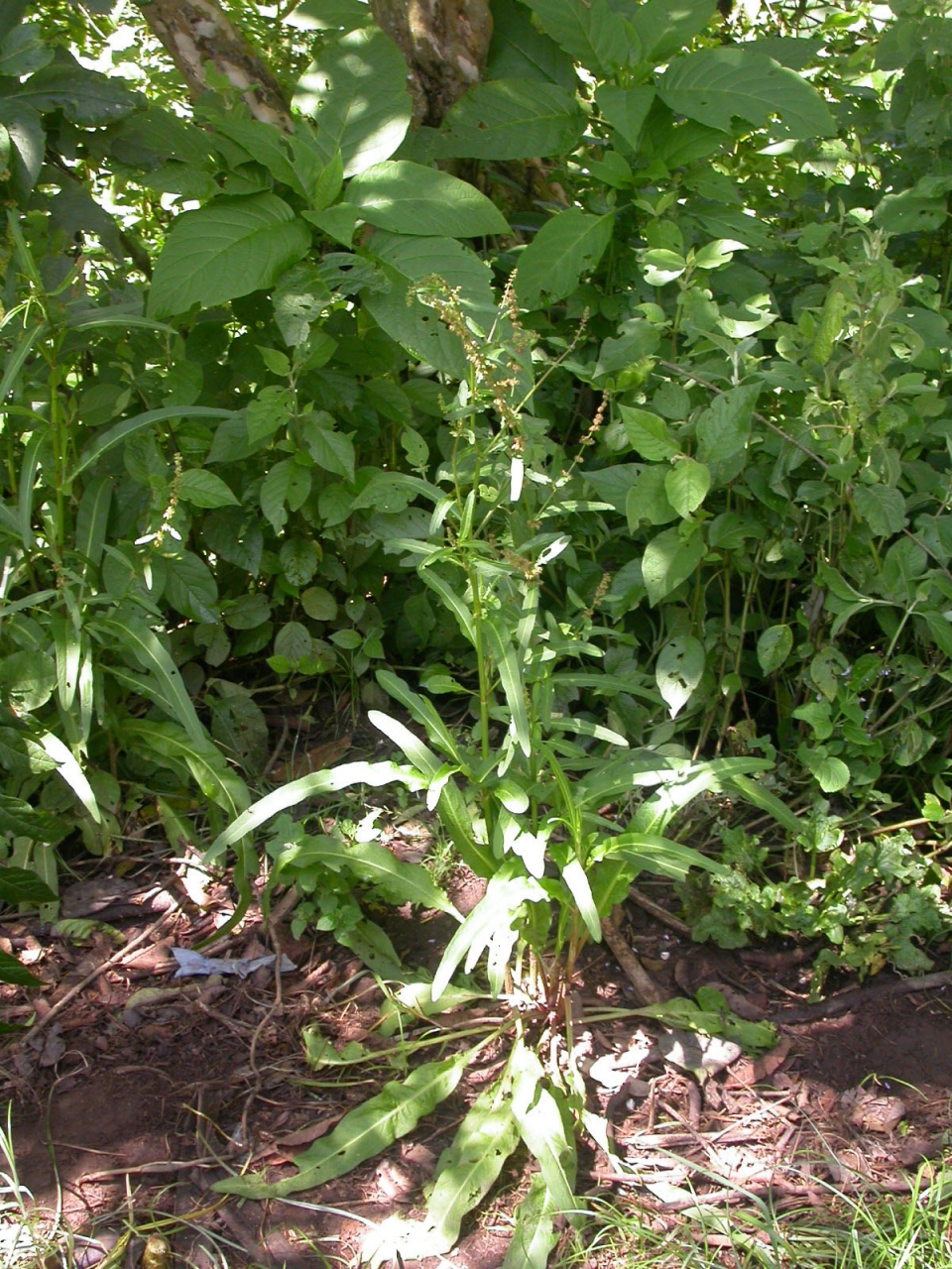 Rumex nepalensis