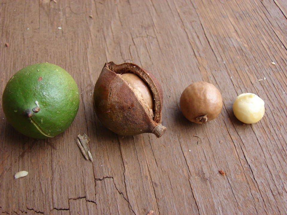 Macadamia integrifolia