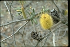 Banksia marginata