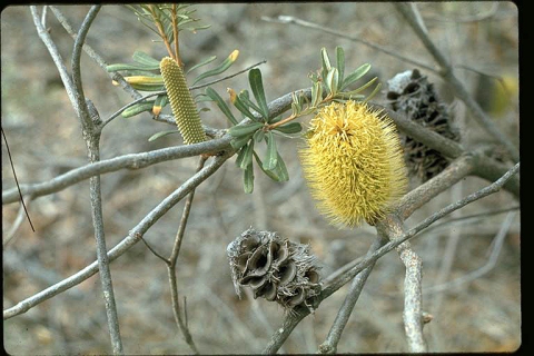 Banksia marginata