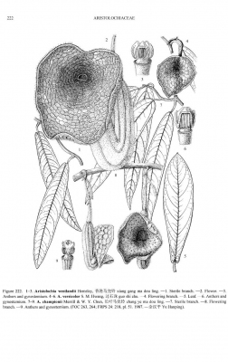 Aristolochia versicolor