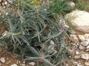 Asclepias brachystephana