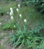 Amianthium muscitoxicum