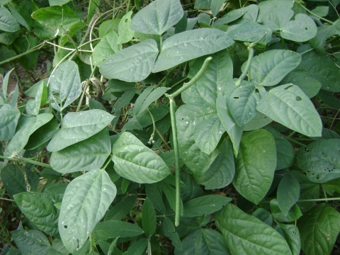 Vigna unguiculata cylindrica