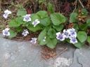 Viola sororia