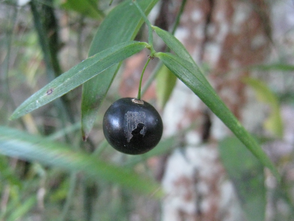 Geitonoplesium cymosum