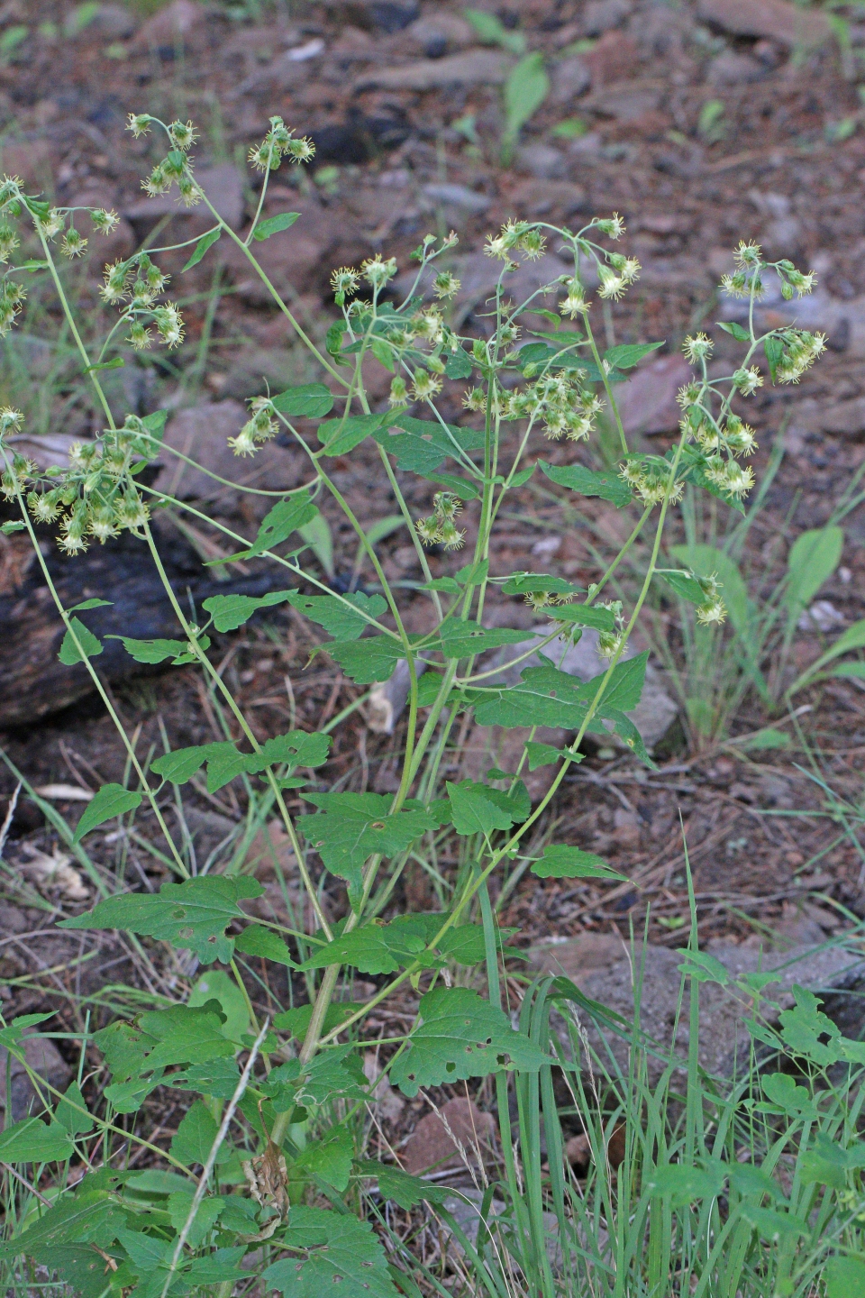 Ageratina herbacea