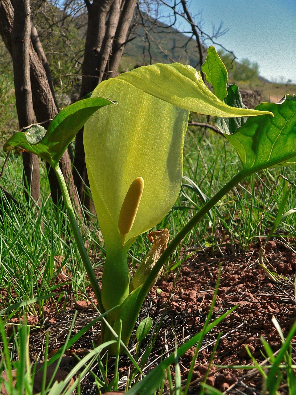 Arum italicum