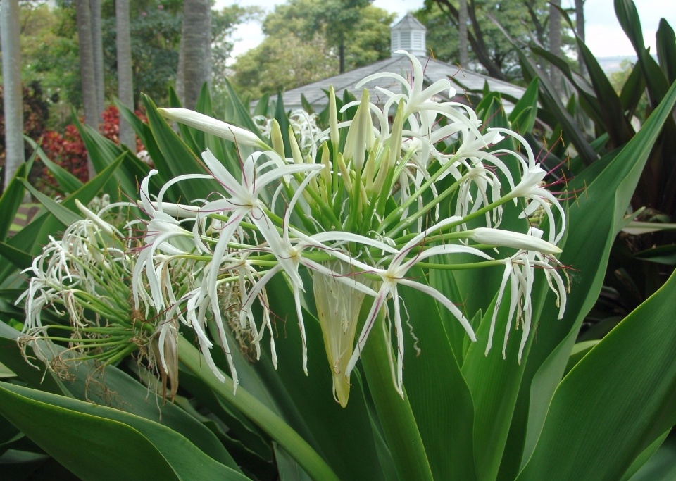 Crinum asiaticum