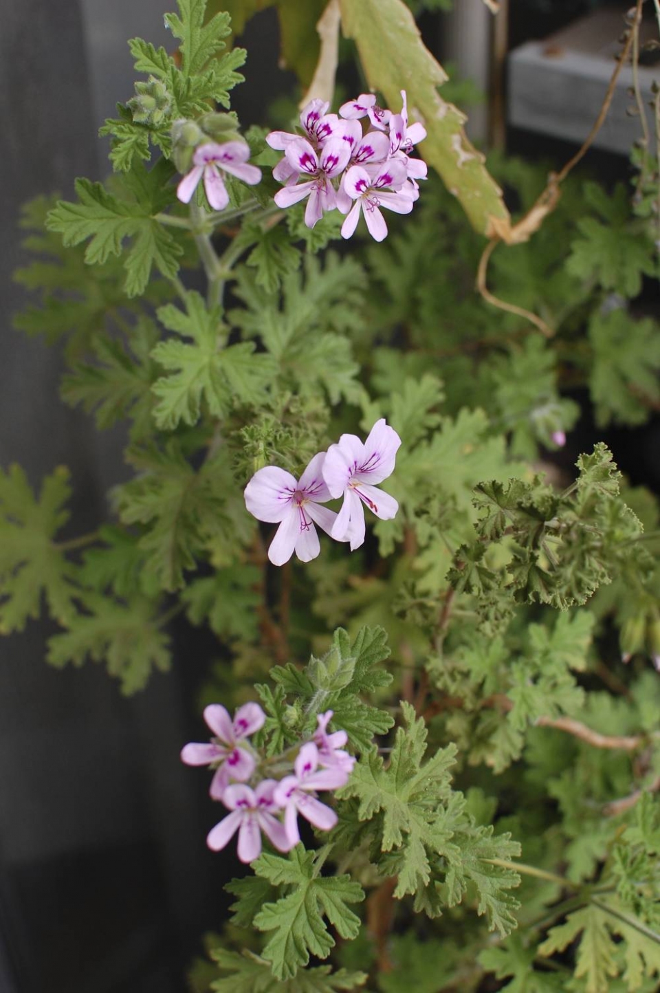 Pelargonium graveolens