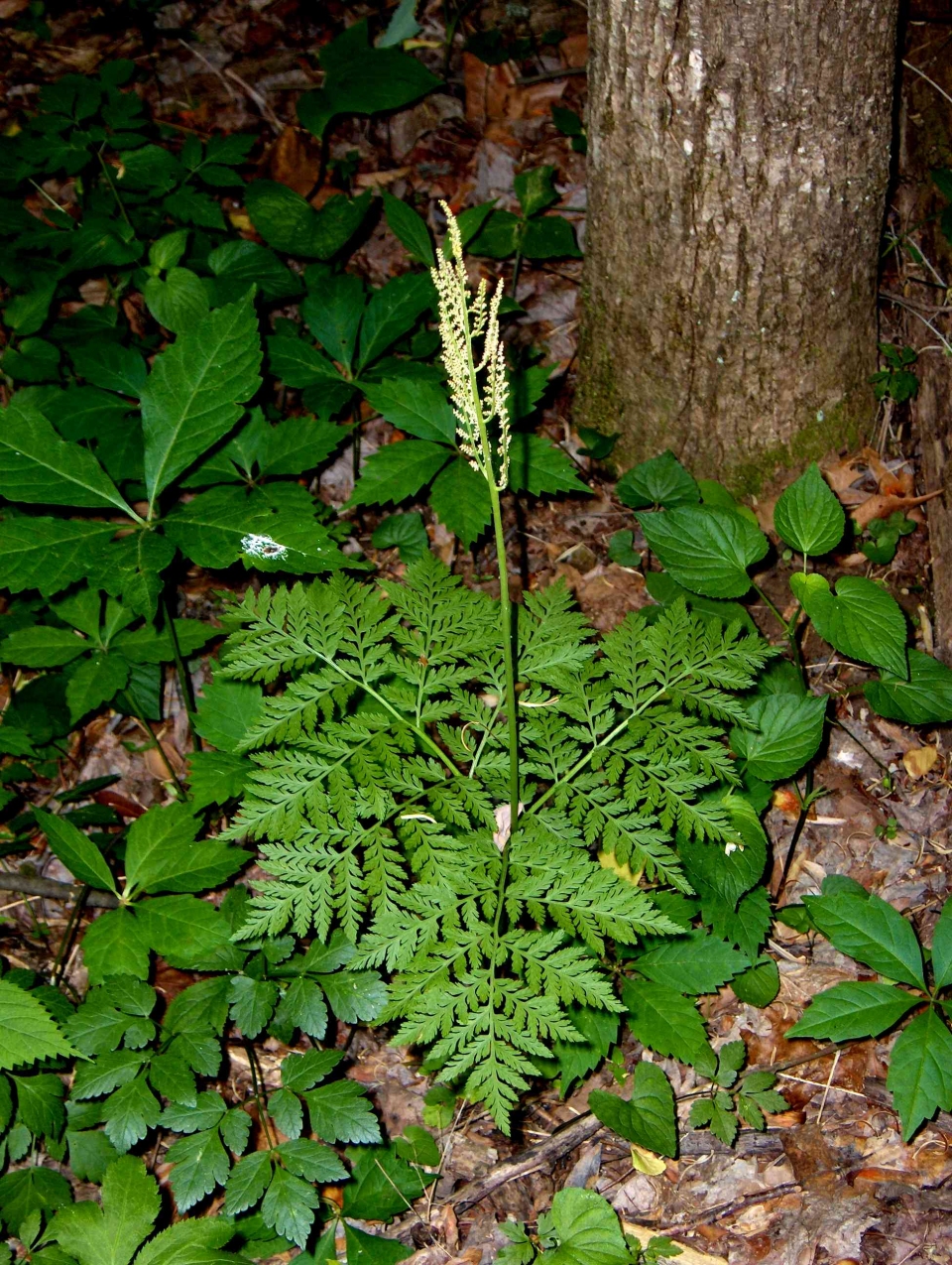 Botrychium virginianum