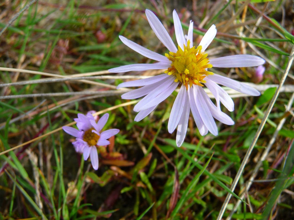 Tripolium pannonicum